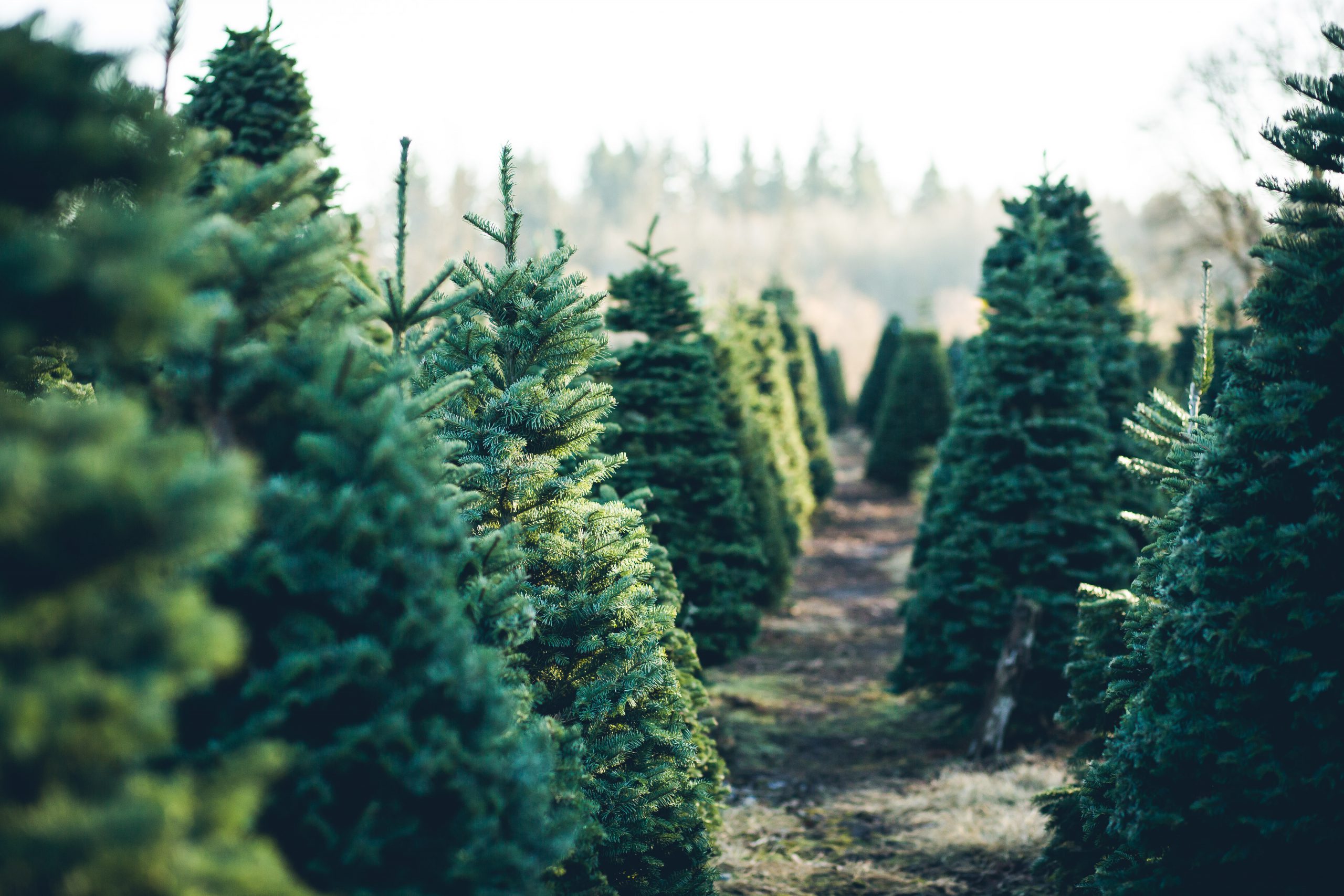 Trees,In,Rows,At,A,Christmas,Tree,Farm