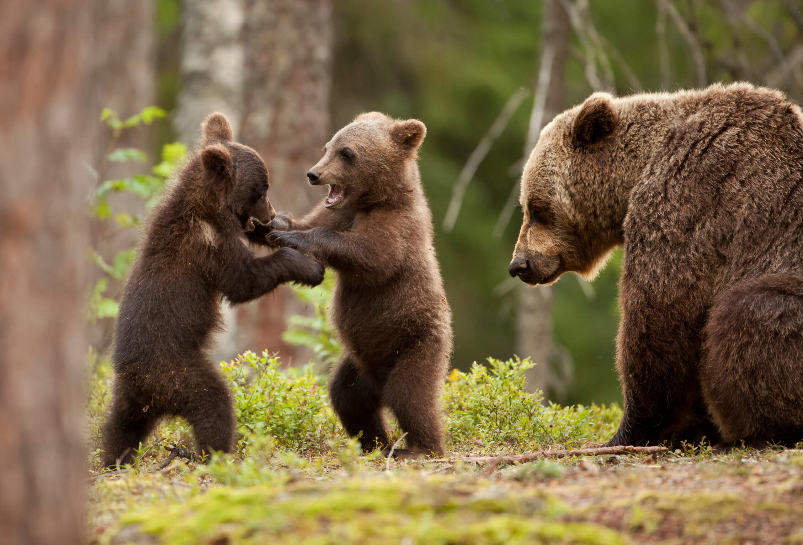 Eurasian,Brown,Bear,(ursos,Arctos),Female,And,Her,Playful,Cubs