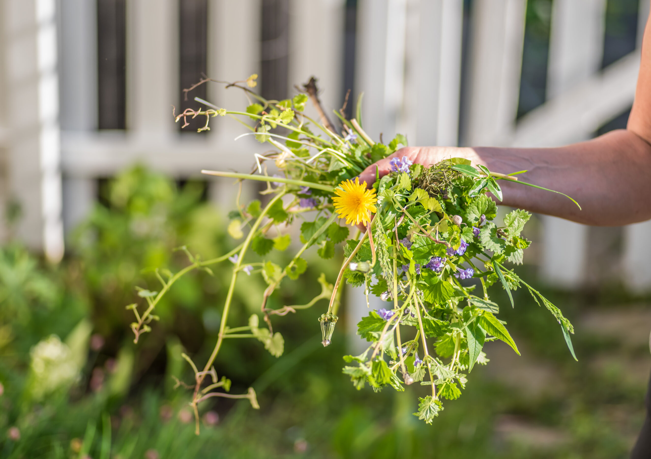 Woman,Holding,A,Handful,Of,Weeds,From,Garden,-,Hands