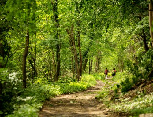 Wald auf Rezept